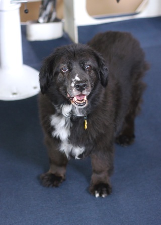 A photo of the mascot of CGC Spar, a dog named Maggie.